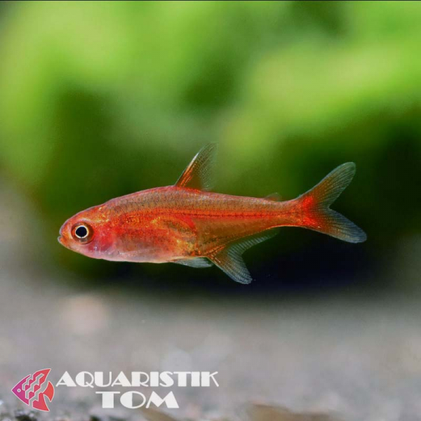 Feuersalmler / Funkensalmler, Hyphessobrycon amandae XL
